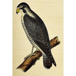 Reports Of Explorations And Surveys, To Ascertain The Most Practicable And Economical Route For A Railroad From The Mississippi River To The Pacific Ocean. Volume XII, Book II.